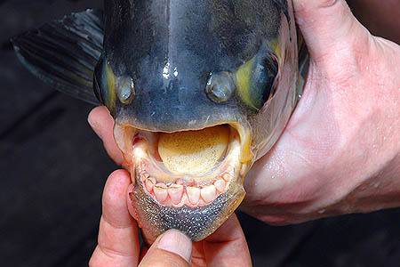 Полицията разследва откъде се появиха риби пирани в Дойранското езеро