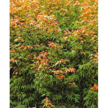 КАТ. №200002 Acer palm. ‘Little Princess’ Ацер малка принцеса