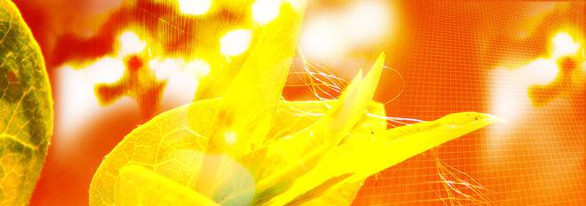 Photowishes – Банери Листовки Флаери