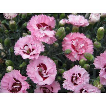 ДИАНТУС (КАРАМФИЛ)