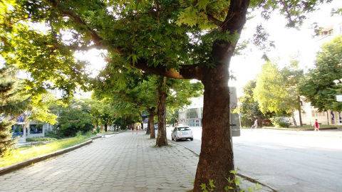 Спасиха чинарите в Силистра
