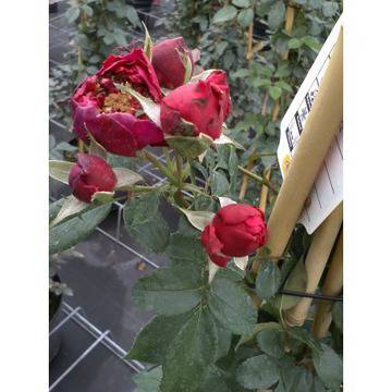 роза катерлива роза ароматни цъфтящи листнодекоративни мини рози арки