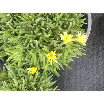 почвопокривни сукулентни демосперма слънцелюбиви градински бордюрни