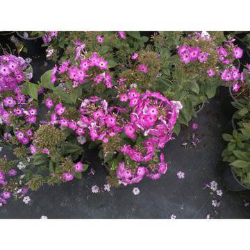 цветя ароматни цъфтящи многогодишни туфести градински балконски увивни