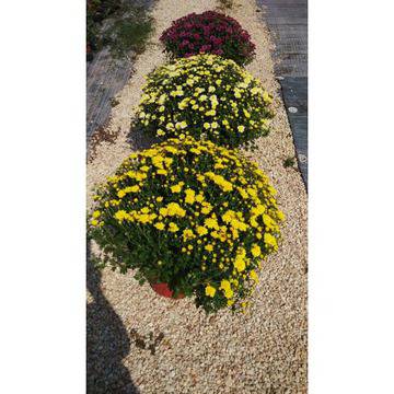 Chrysanthemum есени цветя есенчета