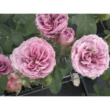 роза лавандер айс цъфтяща храстовидна компактна градинска