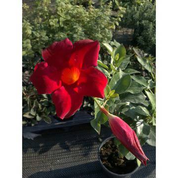 мандевила вечнозелена балконска саксийна могогодишна екзотично красиво