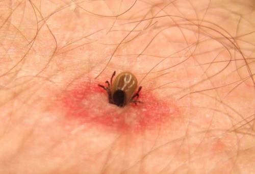 Най-опасните вредители в България.