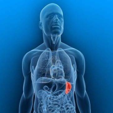 Уголеменият далак е заради болести на кръвта или инфекция