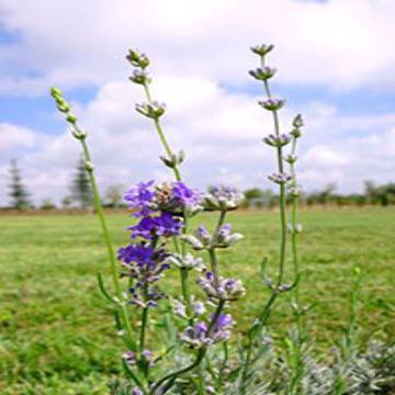 Билки за Забременяване