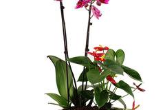 Е-Цвете - Доставка на цветя от http://e-cvete. com :: Саксийни растения, които носят късмет