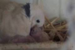 Мъжка скумрудка храни малките си