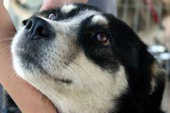 Отбелязваме Световния ден за защита на животните