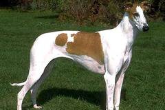 Полски харт (Polish Greyhound) - порода полско куче.