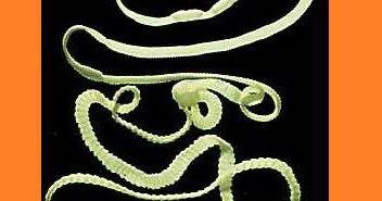 Страхувате ли се от кучешка тения (Ехинококоза)?