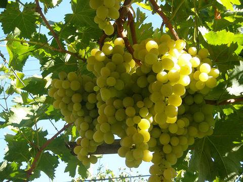 Защо гроздето е толкова полезно за нашето здраве?