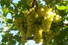 Защо гроздето е толкова полезно за нашето здраве?