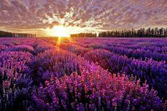 Прованс – ухание на лавандула и безкрайна история – полезна информация