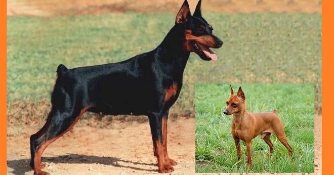 Кучета – домашни любимци