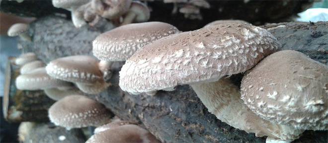 BioWay – Ароматни Гъби Шийтаке По Оригинална Японска Технология – home-page