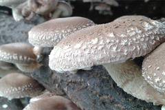 BioWay – Ароматни Гъби Шийтаке По Оригинална Японска Технология – home-page