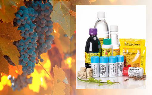 Есен е! Сезонът на гроздето, сезонът за винопроизводство!