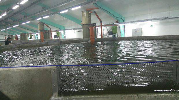 Българи направиха първата в Европа ферма за сьомга