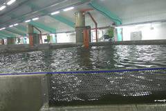 Българи направиха първата в Европа ферма за сьомга