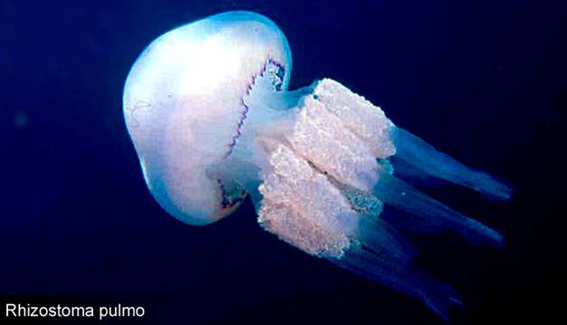 Клас Същински медузи (Scyphozoa)