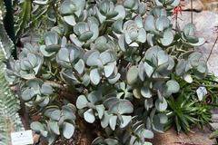 Чудните свойства на растението алое