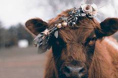 Танева: Над 300 млн. лв. ще бъдат осигурени за подкрепа на фермерите през 2017 г.