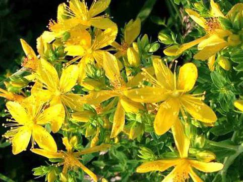 Билки влияят на ефекта от лекарства за сърце, тромби и кашлица