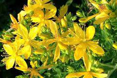 Билки влияят на ефекта от лекарства за сърце, тромби и кашлица