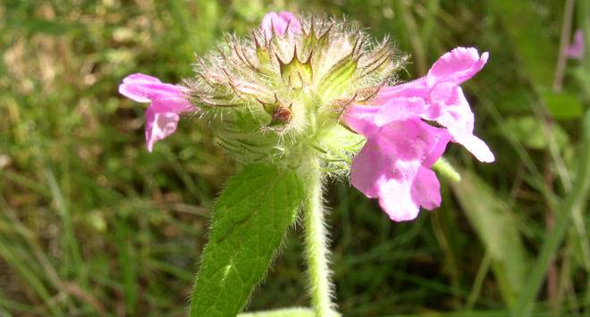 Какви са действието и приложението на билката котешка стъпка?