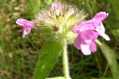 Какви са действието и приложението на билката котешка стъпка?