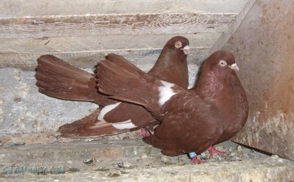 Богата изложба на елитни гълъби организират в „Меден рудник“