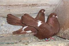 Богата изложба на елитни гълъби организират в „Меден рудник“