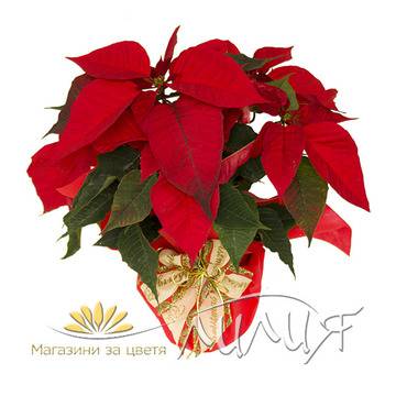 Саксийни растения и коледни звезди – Коледни звезди – Коледна звезда с опаковка ПРОМОЦИЯ! – Безплатна Доставка Цветя в…