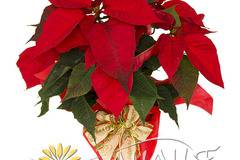 Саксийни растения и коледни звезди – Коледни звезди – Коледна звезда с опаковка ПРОМОЦИЯ! – Безплатна Доставка Цветя в…