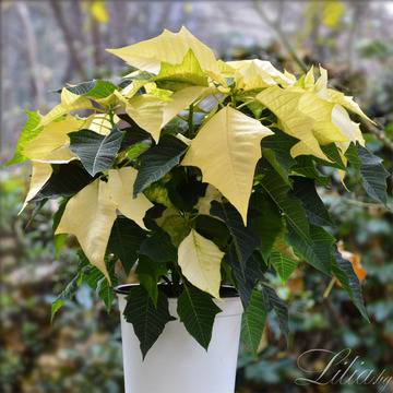 Саксийни растения и коледни звезди – Коледни звезди – Бяла коледна звезда в саксия – Безплатна Доставка Цветя в…