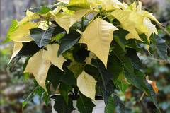 Саксийни растения и коледни звезди – Коледни звезди – Бяла коледна звезда в саксия – Безплатна Доставка Цветя в…