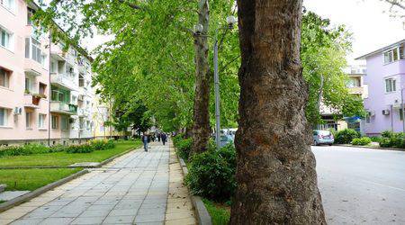 Премахват десет чинари в Силистра