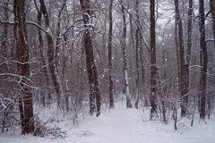 Времето през декември обещава снежна Коледа