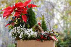 Аранжировки с цветя и саксийни растения – Зимни и коледни аранжировки – Зимна аранжировка с коледна звезда и кипарис -…