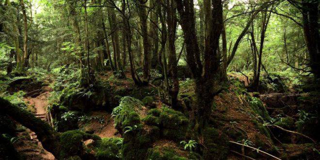 Гората, която вдъхнови „Властелинът на пръстените“