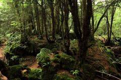 Гората, която вдъхнови „Властелинът на пръстените“