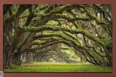 Декоративно пано за стена от 1 част с Приказна гора – HD-019-1