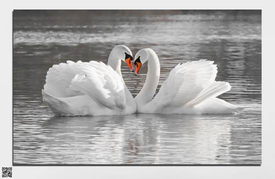 Декоративно пано за стена от 1 част с двойка красиви бели лебеди – HD-029-1
