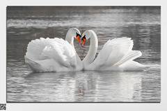 Декоративно пано за стена от 1 част с двойка красиви бели лебеди – HD-029-1