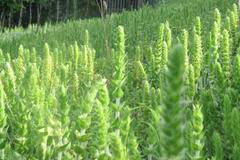 Урологът д-р Анатоли Аликовски обяснява виагра или лекарство е мурсалският чай